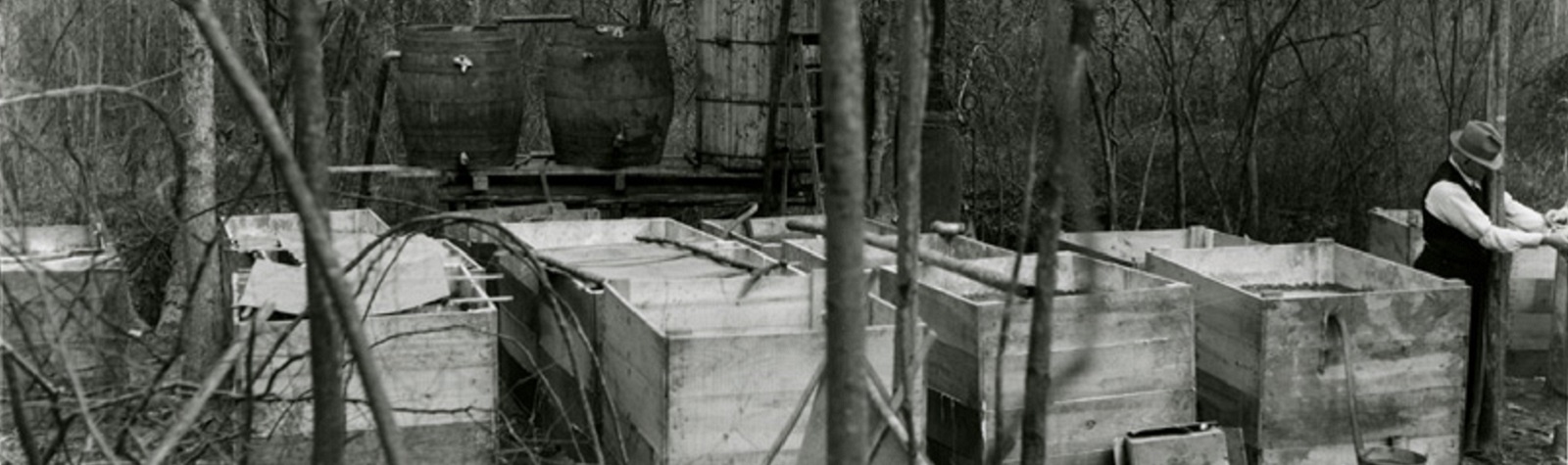 “Big Rock Candy Mountains Discovered Near Clintwood”