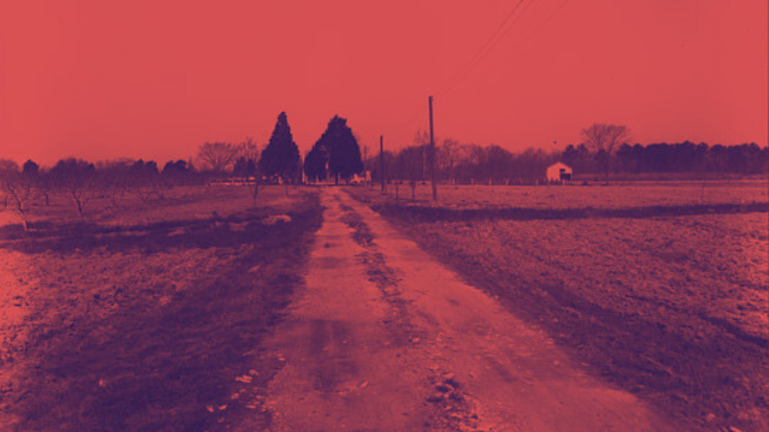 There’s Blood in the Salad